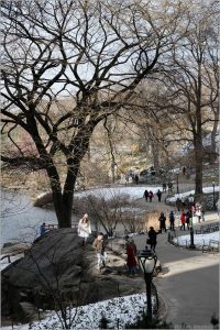 Central Park zimą