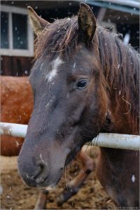 Stadnina Koni Huculskich