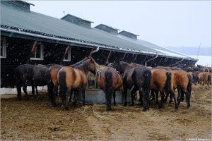 Stadnina Koni Huculskich