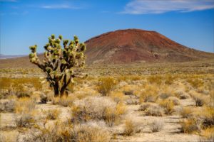 Mojave