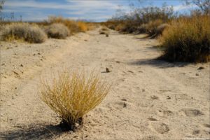 Pustynia Mojave