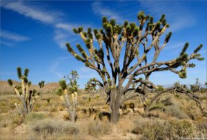 Joshua Tree