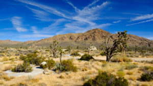 Mojave National Preserve