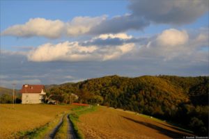 Bujne