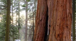 Park Narodowy Sekwoi