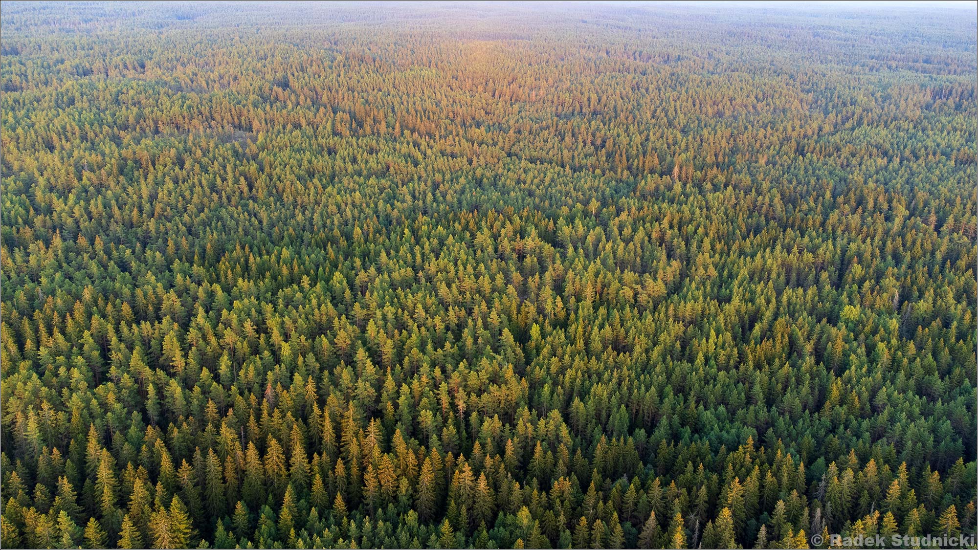 Bezkres lasów w Finlandii