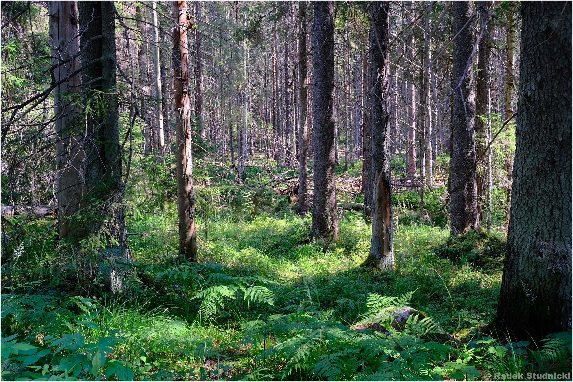 Fińskie lasy